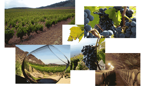 Vinos