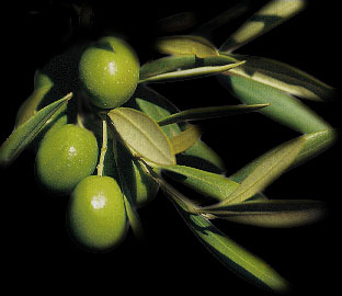 Aceite